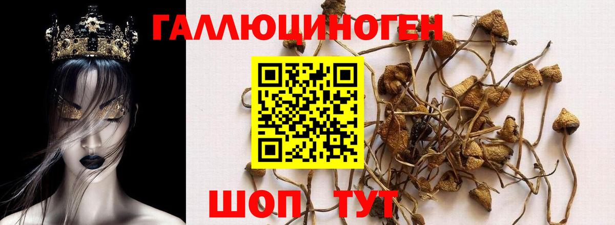 Кольчугино  купить закладку  Псилоцибиновые грибы GOLDEN TEACHER  Вход с VPN  Псилоцибиновые грибы GOLDEN TEACHER 